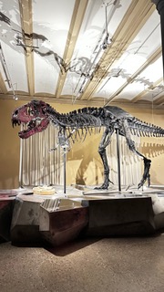 Dino