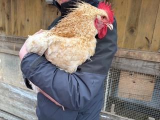 Huhn